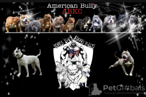 Dodatkowe zdjęcia: American Bully Puppies For Sale ABKC Delivery All Europe & Asia
