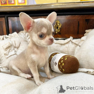 Zdjęcie №1. chihuahua (rasa psów) - na sprzedaż w Gorinhem | negocjowane | Zapowiedź №177768