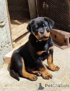 Zdjęcie №1. rottweiler - na sprzedaż w Belgrad | negocjowane | Zapowiedź №168462