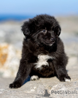 Zdjęcie №4. Sprzedam pies nierasowy w Rzeka Moskwa. prywatne ogłoszenie - cena - Bezpłatny