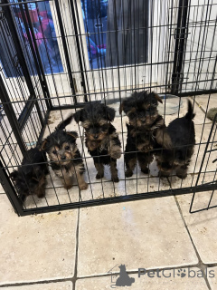 Zdjęcie №1. yorkshire terrier - na sprzedaż w Algermissen | negocjowane | Zapowiedź №166073