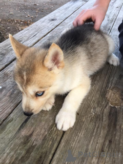Zdjęcie №3. Szczenięta Siberian Husky Piękne i energiczne. Francja