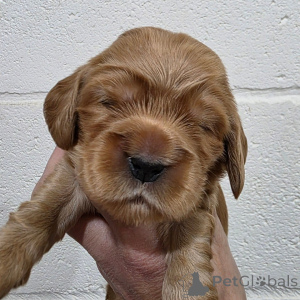 Zdjęcie №3. Kumpel zabawny samiec cocker spaniel angielski. Finlandia