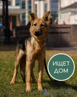 Zdjęcie №1. pies nierasowy - na sprzedaż w Krasnogorsk | Bezpłatny | Zapowiedź №10991