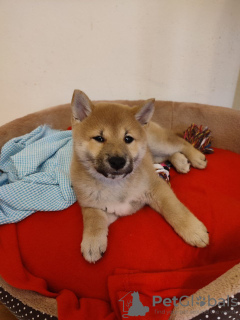 Zdjęcie №3. Shiba inu szczeniak suczka. Polska