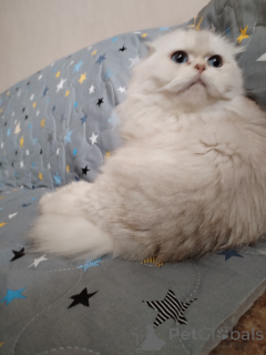 Zdjęcie №4. Sprzedam chinchilla cat w Москва.  - cena - negocjowane