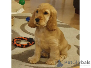 Zdjęcie №1. cocker spaniel amerykański - na sprzedaż w Chemnitz | 2153zł | Zapowiedź №169431