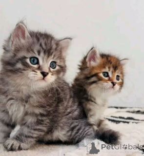 Zdjęcie №1. maine coon - na sprzedaż w Affalterbach | 2549zł | Zapowiedź № 154632