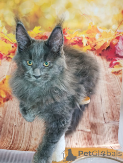 Dodatkowe zdjęcia: Elegancki kotek chłopiec