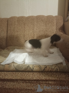 Zdjęcie №2 do zapowiedźy № 131508 na sprzedaż  jack russell terrier - wkupić się Federacja Rosyjska prywatne ogłoszenie