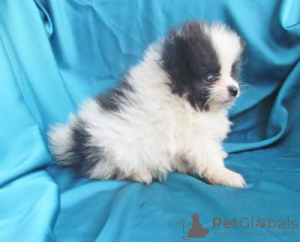 Zdjęcie №4. Sprzedam szpic miniaturowy w Lisbon.  - cena - negocjowane