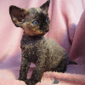 Zdjęcie №1. devon rex - na sprzedaż w Kraków | 4186zł | Zapowiedź № 114804