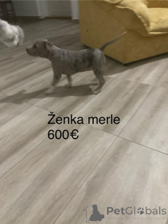 Zdjęcie №2 do zapowiedźy № 158022 na sprzedaż  bulterier - wkupić się Serbia hodowca