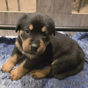 Zdjęcie №1. rottweiler - na sprzedaż w Odensa | negocjowane | Zapowiedź №169955
