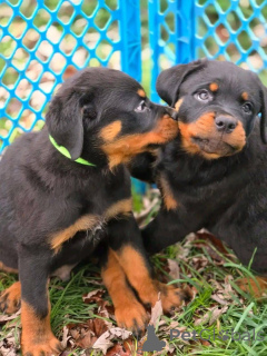 Zdjęcie №1.  - na sprzedaż w Kalifornijska wąwóz | negocjowane | Zapowiedź №161315