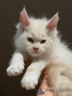 Zdjęcie №1. maine coon - na sprzedaż w Ansbach | negocjowane | Zapowiedź № 155175