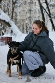 Zdjęcie №4. Sprzedam pies nierasowy w Moskova. prywatne ogłoszenie - cena - Bezpłatny