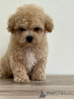 Zdjęcie №3. Maltipoo Samiec. Białoruś