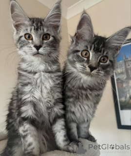 Zdjęcie №3. Wunderschöne Maine-Coon-Kätzchen suchen einliebevolles neues Zuhause. Niemcy