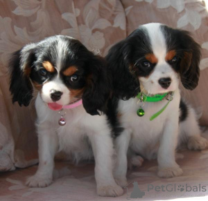 Zdjęcie №1. cavalier king charles spaniel - na sprzedaż w Londyn | negocjowane | Zapowiedź №136215