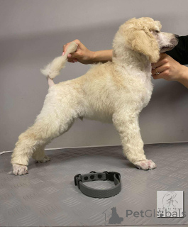 Zdjęcie №4. Sprzedam pudel (royal) w Nekla. od żłobka - cena - 9567zł