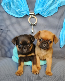 Zdjęcie №1. brabantczyk - na sprzedaż w Rzeka Moskwa | 2320zł | Zapowiedź №167165