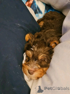 Zdjęcie №1. yorkshire terrier - na sprzedaż w Eckerö | 2153zł | Zapowiedź №176153