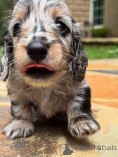 Zdjęcie №2 do zapowiedźy № 161829 na sprzedaż  jamnik - wkupić się Szwajcaria hodowca