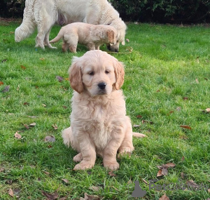 Zdjęcie №1. labrador retriever - na sprzedaż w Wilno | 1674zł | Zapowiedź №146114