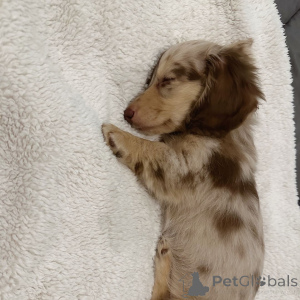 Zdjęcie №2 do zapowiedźy № 160248 na sprzedaż  jamnik - wkupić się Holandia prywatne ogłoszenie