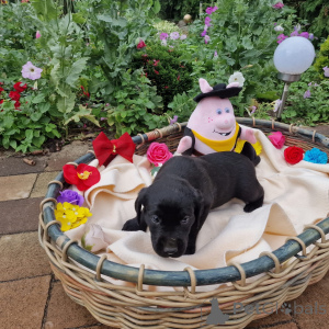 Zdjęcie №2 do zapowiedźy № 146014 na sprzedaż  labradoodle - wkupić się Polska prywatne ogłoszenie