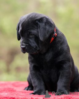 Zdjęcie №1. labrador retriever - na sprzedaż w London Borough of Camden | negocjowane | Zapowiedź №160259