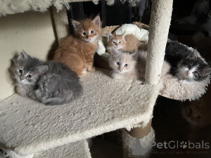 Zdjęcie №1. turecka angora - na sprzedaż w Baienfurt | 1674zł | Zapowiedź № 150512