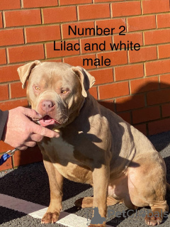 Zdjęcie №3. XL American Bully na sprzedaż. Portugalia