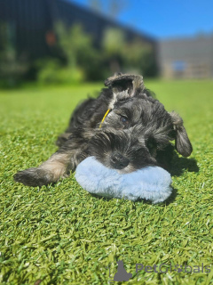 Zdjęcie №1. pinczer miniaturowy - na sprzedaż w Erfurt | negocjowane | Zapowiedź №173339