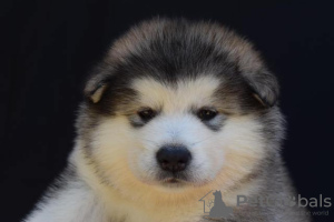 Zdjęcie №4. Sprzedam alaskan malamute w Šid.  - cena - negocjowane