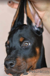 Dodatkowe zdjęcia: Doberman szczenięta