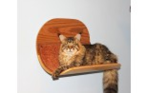 Zdjęcie №1. Hamak dla kotów "Drewno" wygląda bardziej jak łóżko. w mieście Moskwa. Price - Negocjowane. Zapowiedź № 999