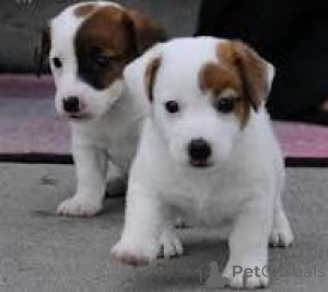 Zdjęcie №3. Jackrussellinterrierin pennut etsivät perhettä. Finlandia
