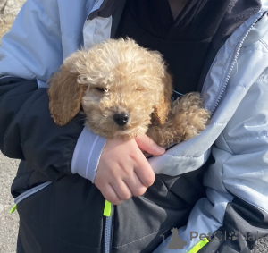 Zdjęcie №3. Little Pippa Kochkapoo. Irlandia