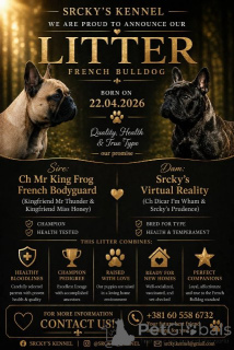 Zdjęcie №4. Sprzedam buldog francuski w Belgrad.  - cena - negocjowane