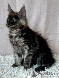 Zdjęcie №1. maine coon - na sprzedaż w Lublin | 4186zł | Zapowiedź № 118442