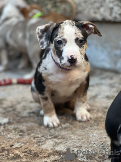 Zdjęcie №1. american bully - na sprzedaż w Canberra | 2773zł | Zapowiedź №65952