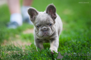 Zdjęcie №3. Francuski buldog puszysty. Gruzja