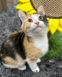 Zdjęcie №2 do zapowiedźy № 150624 na sprzedaż  kot domowy - wkupić się Niemcy ze schronu, hodowca