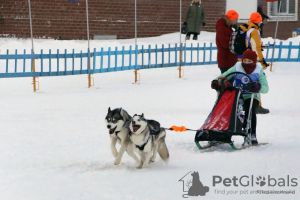 Dodatkowe zdjęcia: Śliczne szczenięta husky