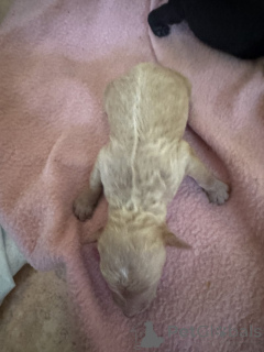 Zdjęcie №3. Sprzedam szczenięta pudla standardowego. USA