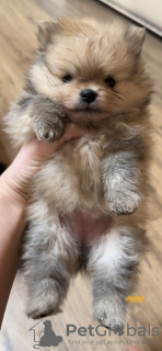 Zdjęcie №3. Dziewczyny. Federacja Rosyjska