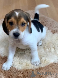 Zdjęcie №3. Zdrowe szczenięta Beagle do bezpłatnej adopcji. Niemcy