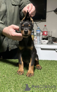 Zdjęcie №3. Doberman szczenięta. Serbia